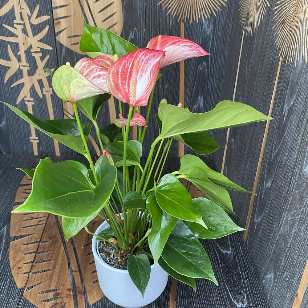 Anthurium Livium - varietate spectaculoasa