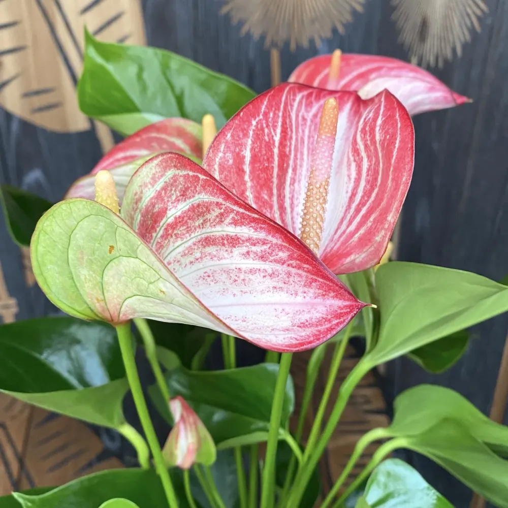 Anthurium Livium - varietate spectaculoasa