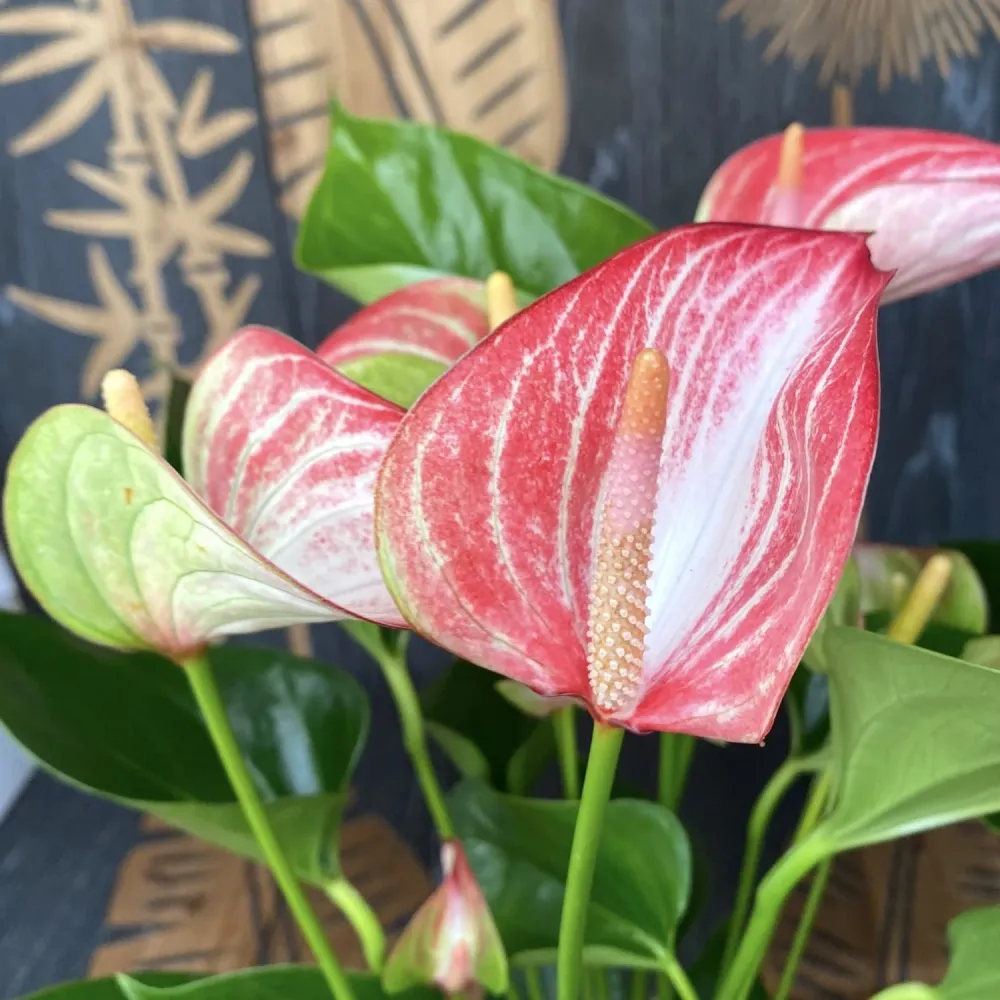 Anthurium Livium - varietate spectaculoasa