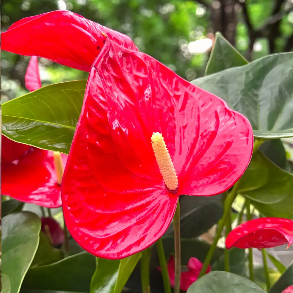 Anthurium ‘Minnesota’ – anthurium cu inflorire intensa, flori XL