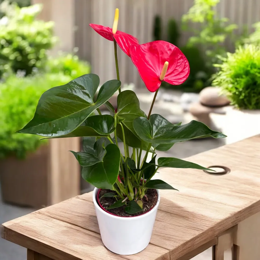 Anthurium ‘Minnesota’ – anthurium cu inflorire intensa, flori XL