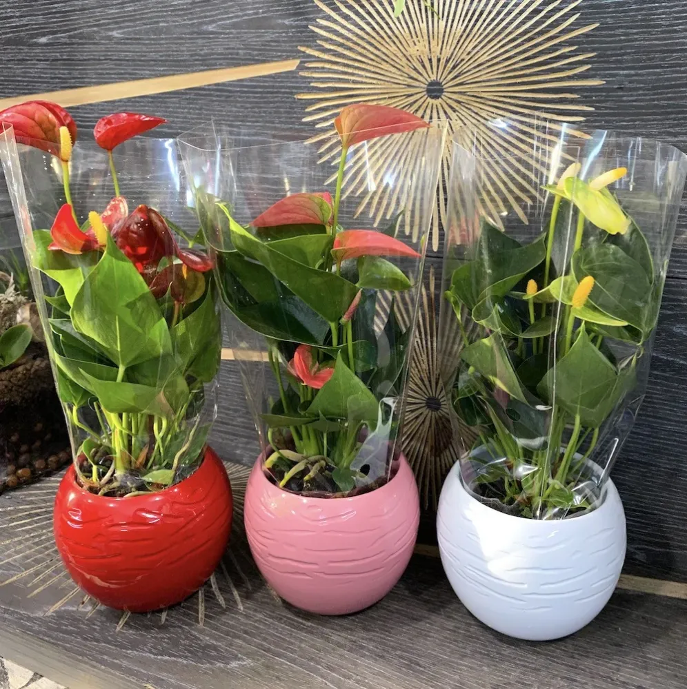 Anthurium mix vas decorativ
