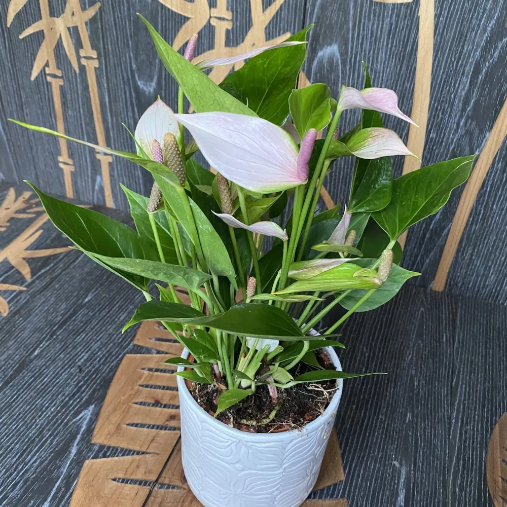 Anthurium Nano Sweet (Nano Pink)