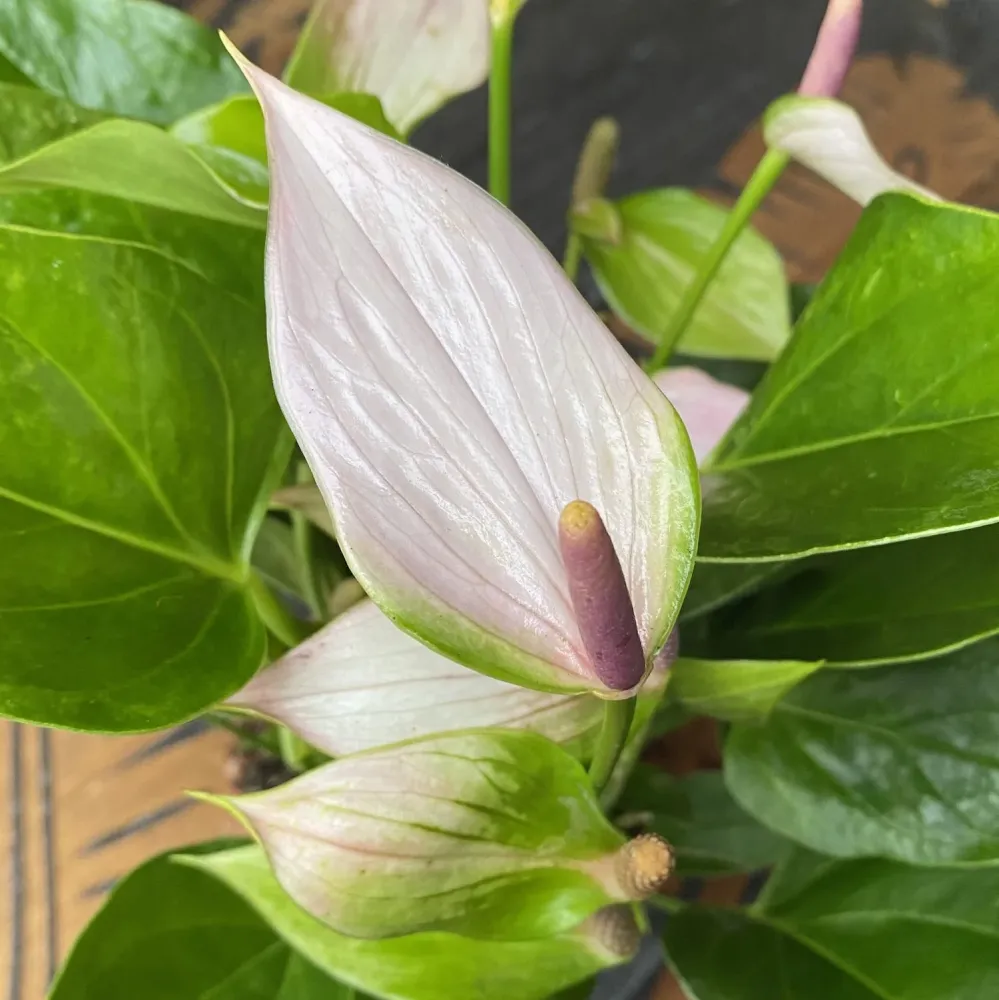 Anthurium Nano Sweet (Nano Pink)