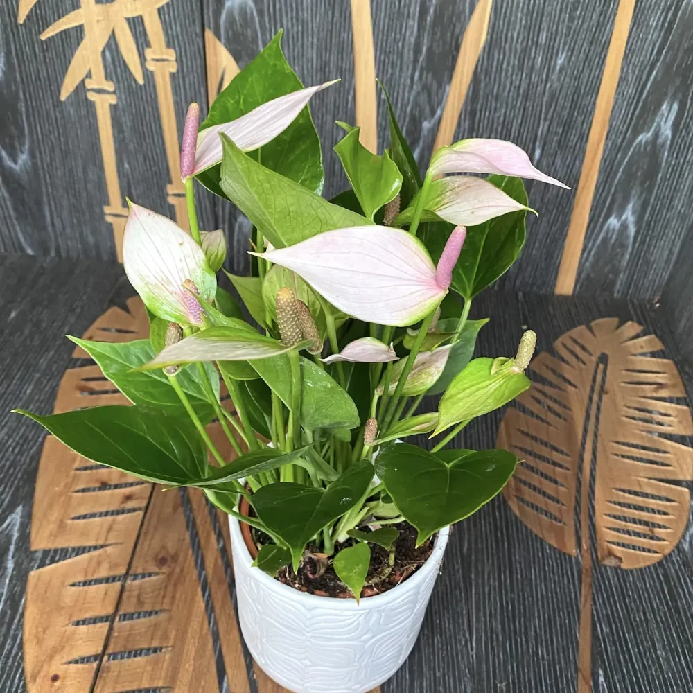 Anthurium Nano Sweet (Nano Pink)
