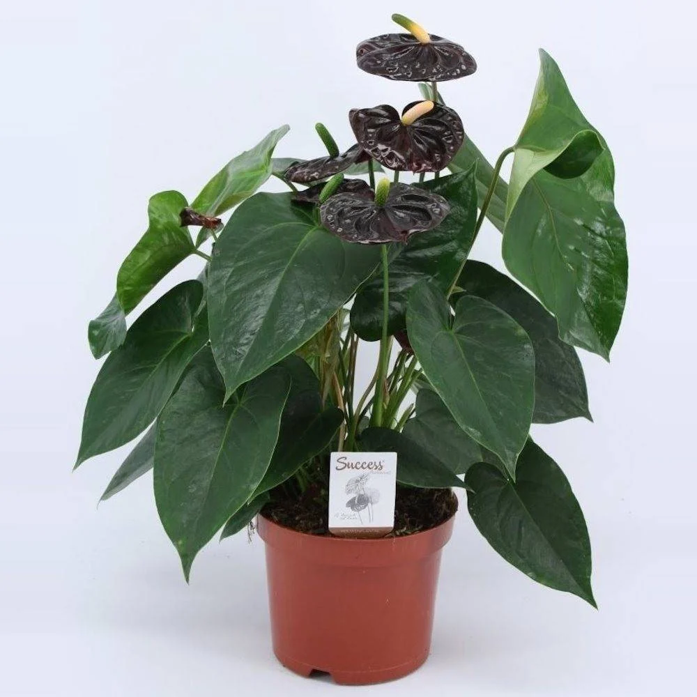 Anthurium negru ghiveci - Andreanum Black Queen
