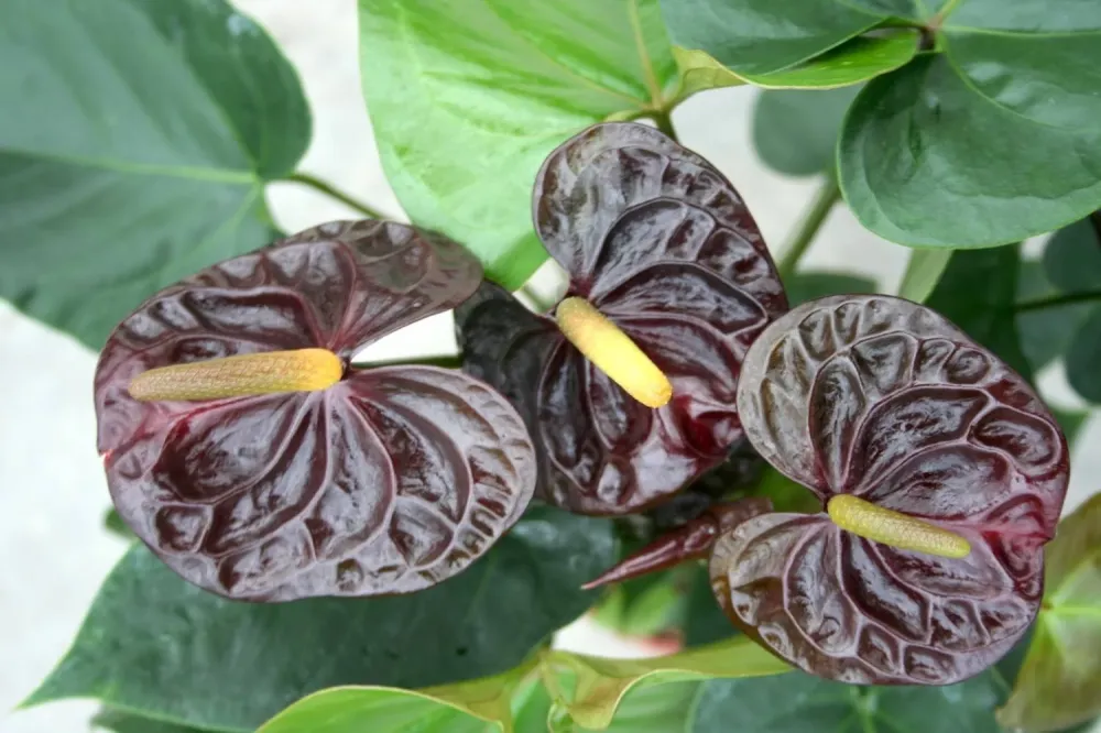 Anthurium negru ghiveci - Andreanum Black Queen