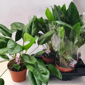 Anthurium obtusum (Blue Pearl Anthurium)