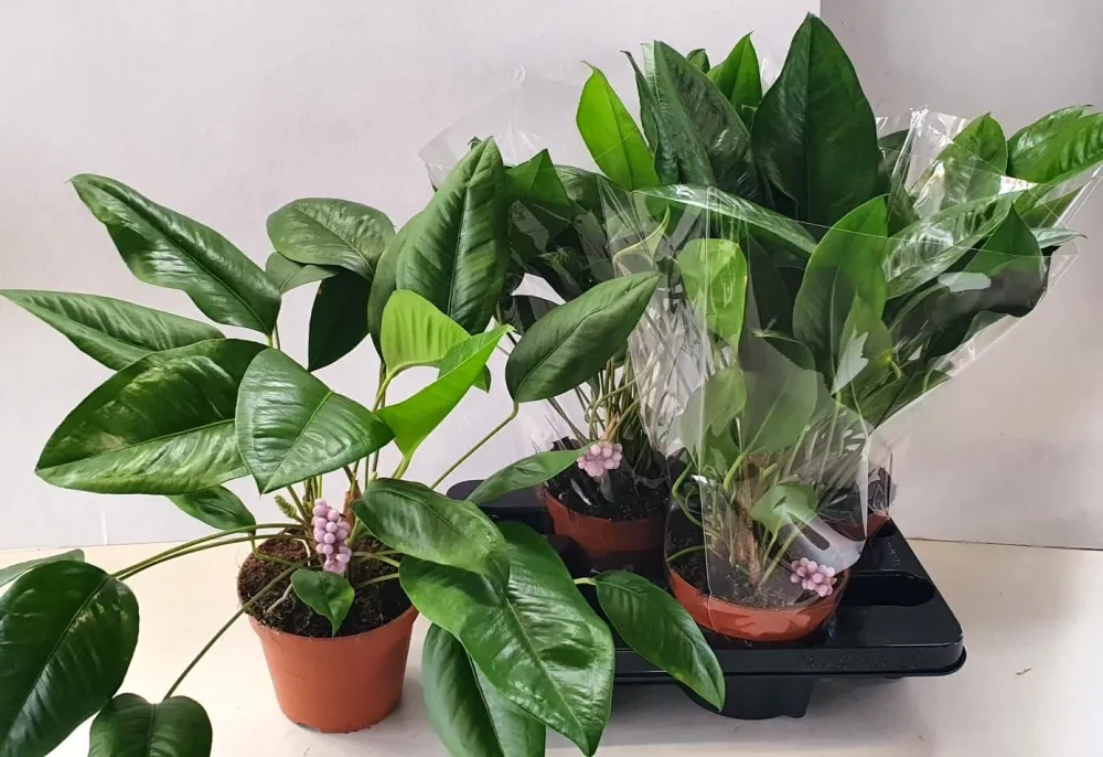 Anthurium obtusum (Blue Pearl Anthurium)