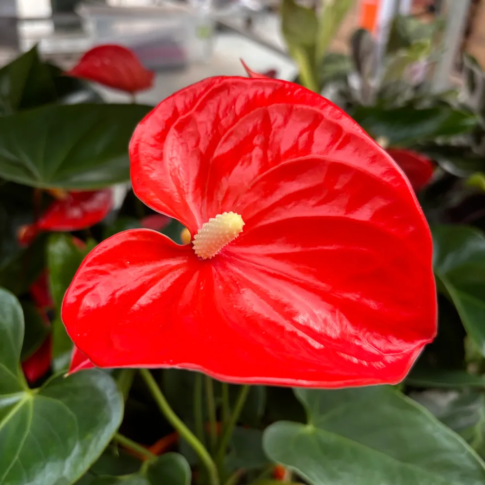 Anthurium Orange Champion (flori XL)
