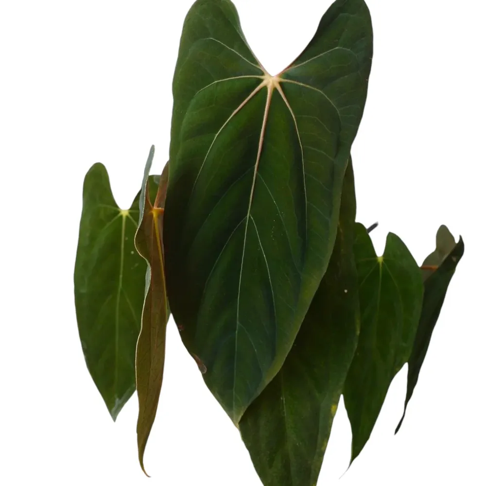 Anthurium papillilaminum – specie botanica rara cu frunze catifelate si aspect luxuriant