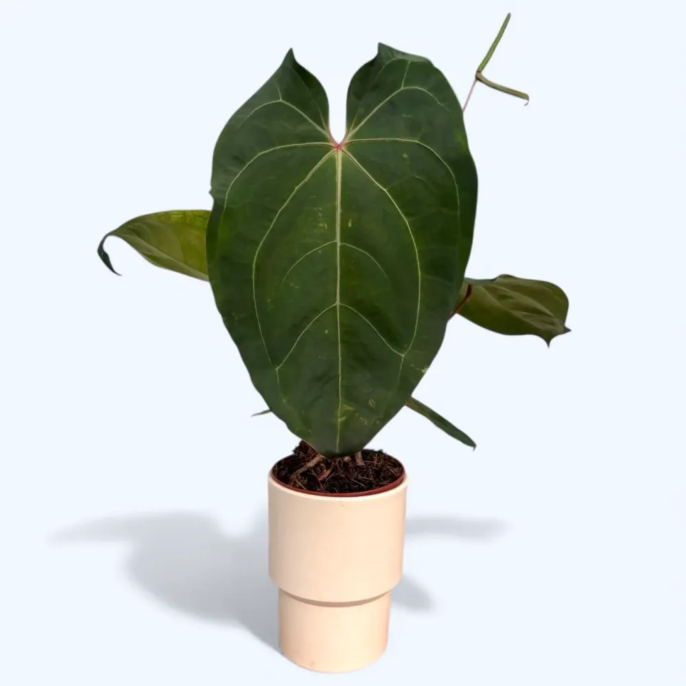 Anthurium papillilaminum – specie botanica rara cu frunze catifelate si aspect luxuriant