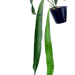 Anthurium pendens 'JA'