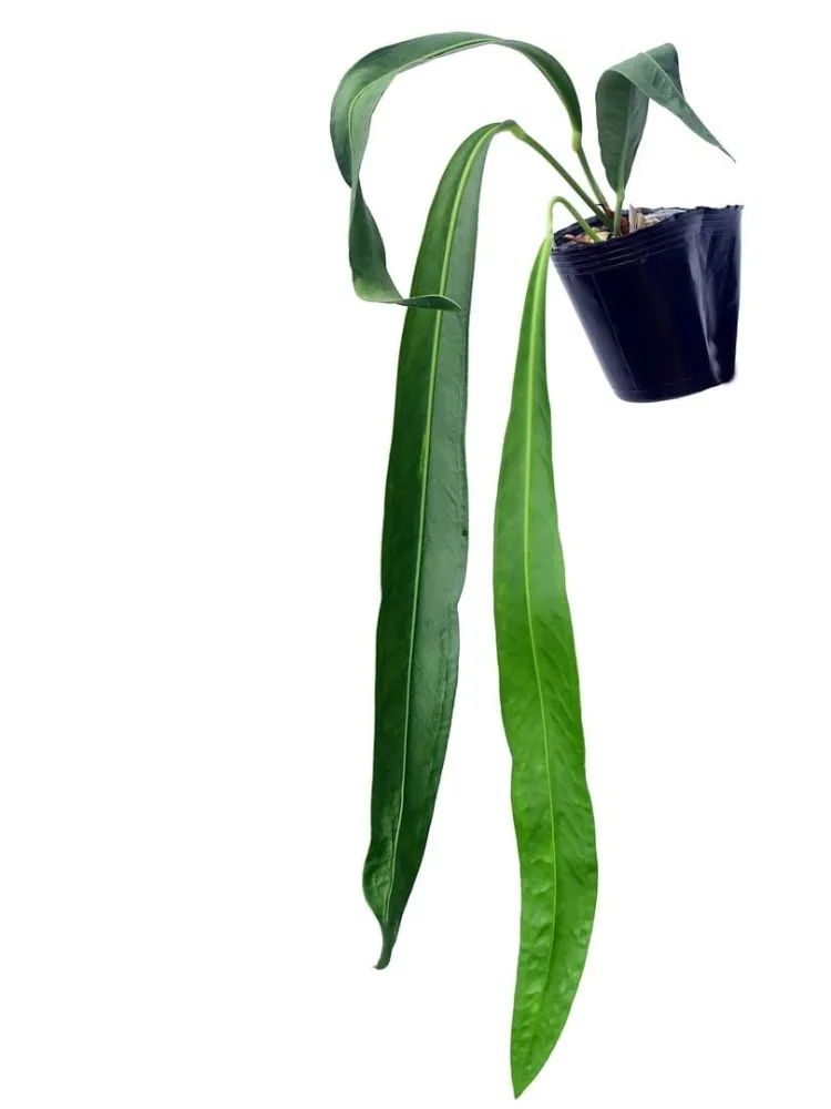 Anthurium pendens 'JA'