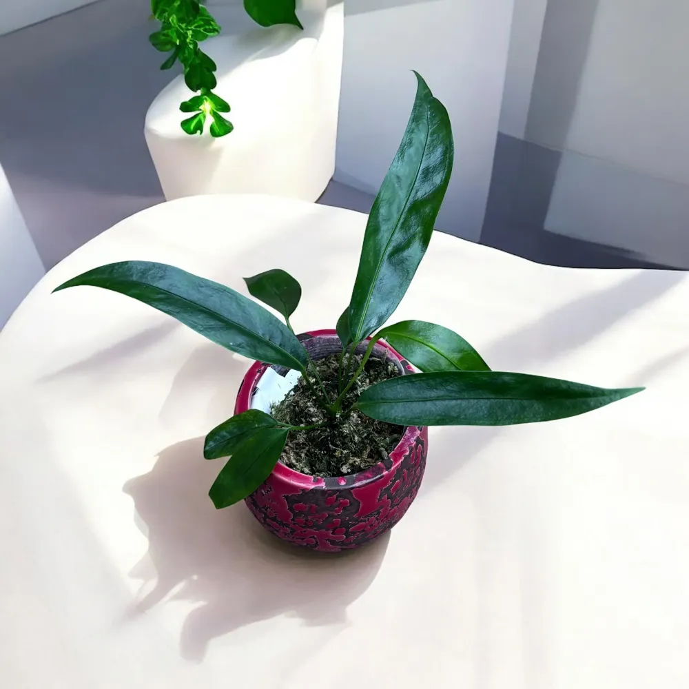 Anthurium pendens 'JA'