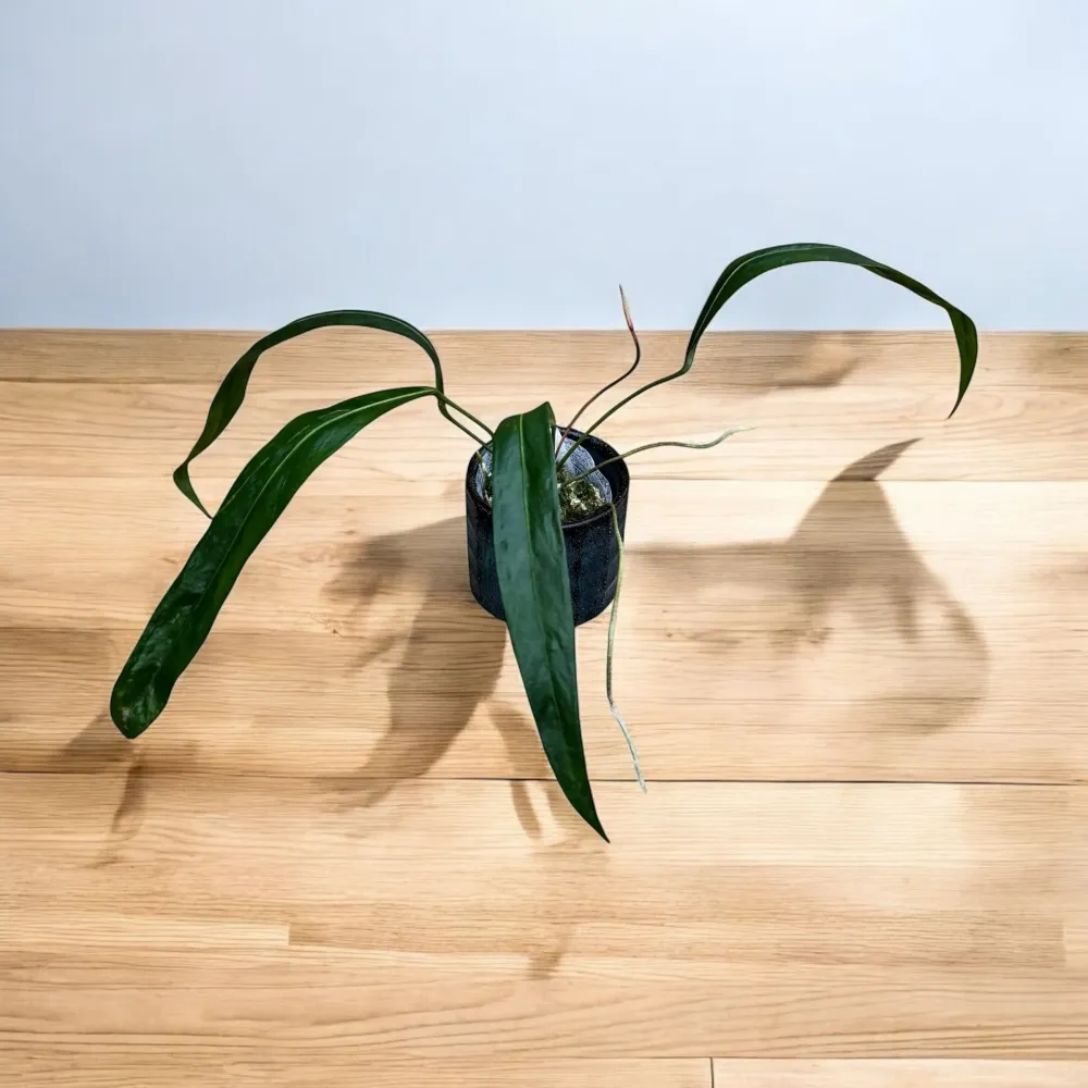 Anthurium pendens 'JA'
