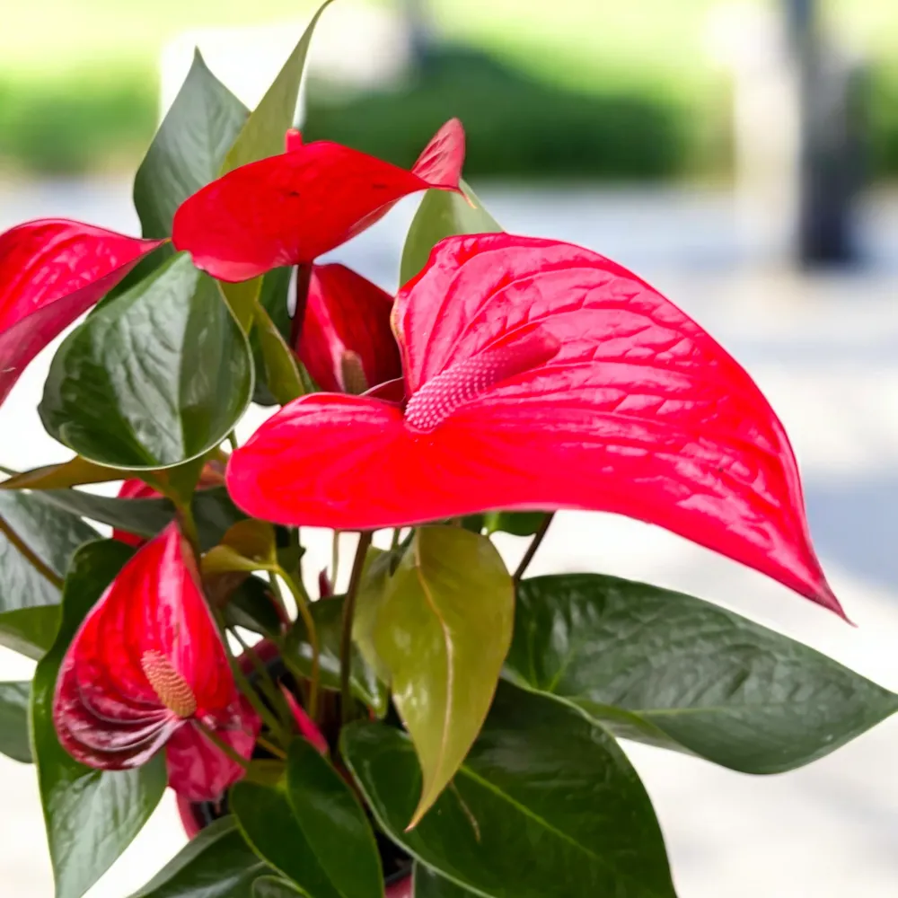 Anthurium Picanta Red, cu masca deco si sistem autoirigare, ingrijire usoara