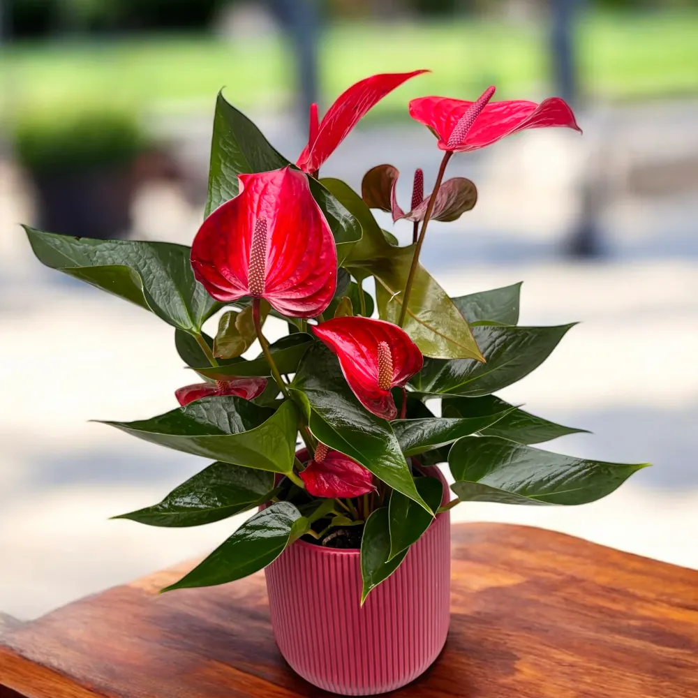 Anthurium Picanta Red, cu masca deco si sistem autoirigare, ingrijire usoara