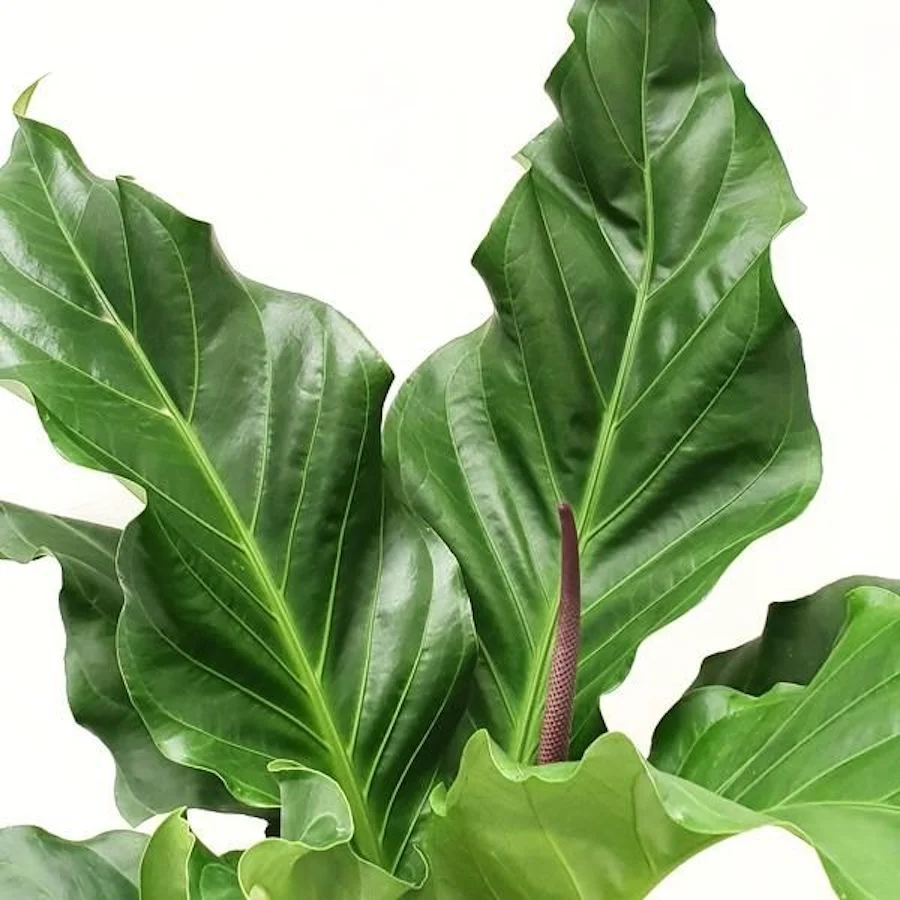Anthurium plowmanii