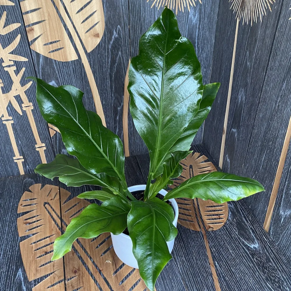 Anthurium plowmanii