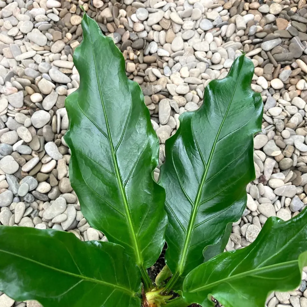 Anthurium plowmanii