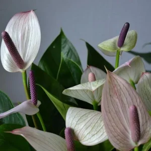Anthurium Princess Alexia Mozaik