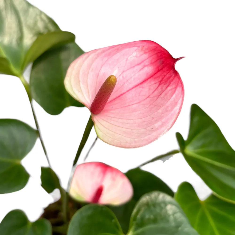 Anthurium Princess Amalia Elegance (Floarea Flamingo)