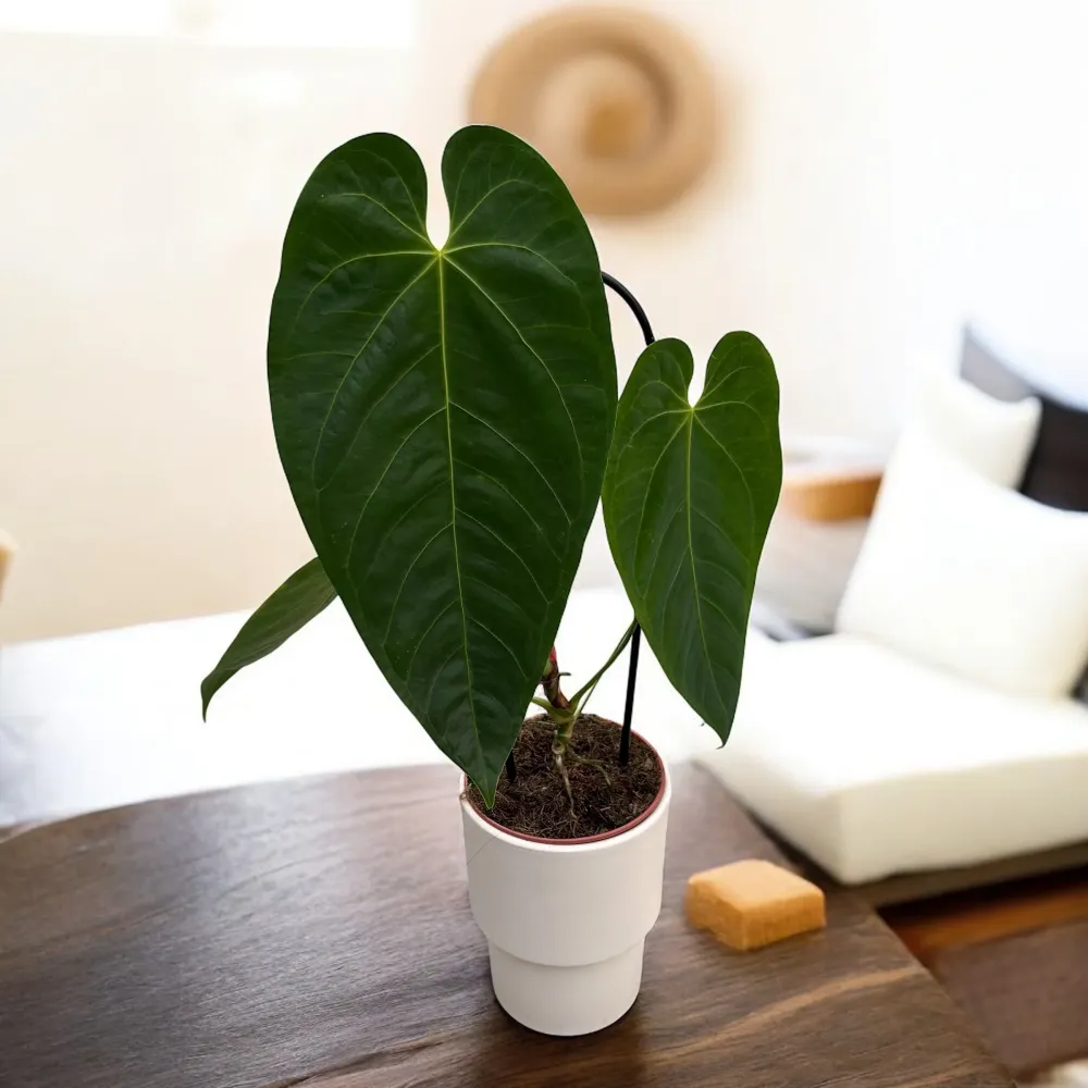 Anthurium queremalense - O bijuterie rara din padurile montane ale Columbiei