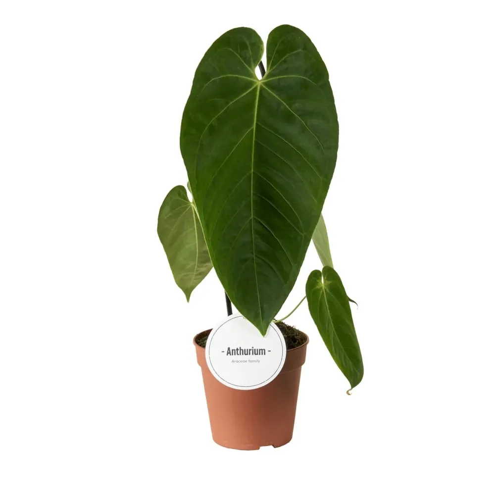 Anthurium queremalense - O bijuterie rara din padurile montane ale Columbiei