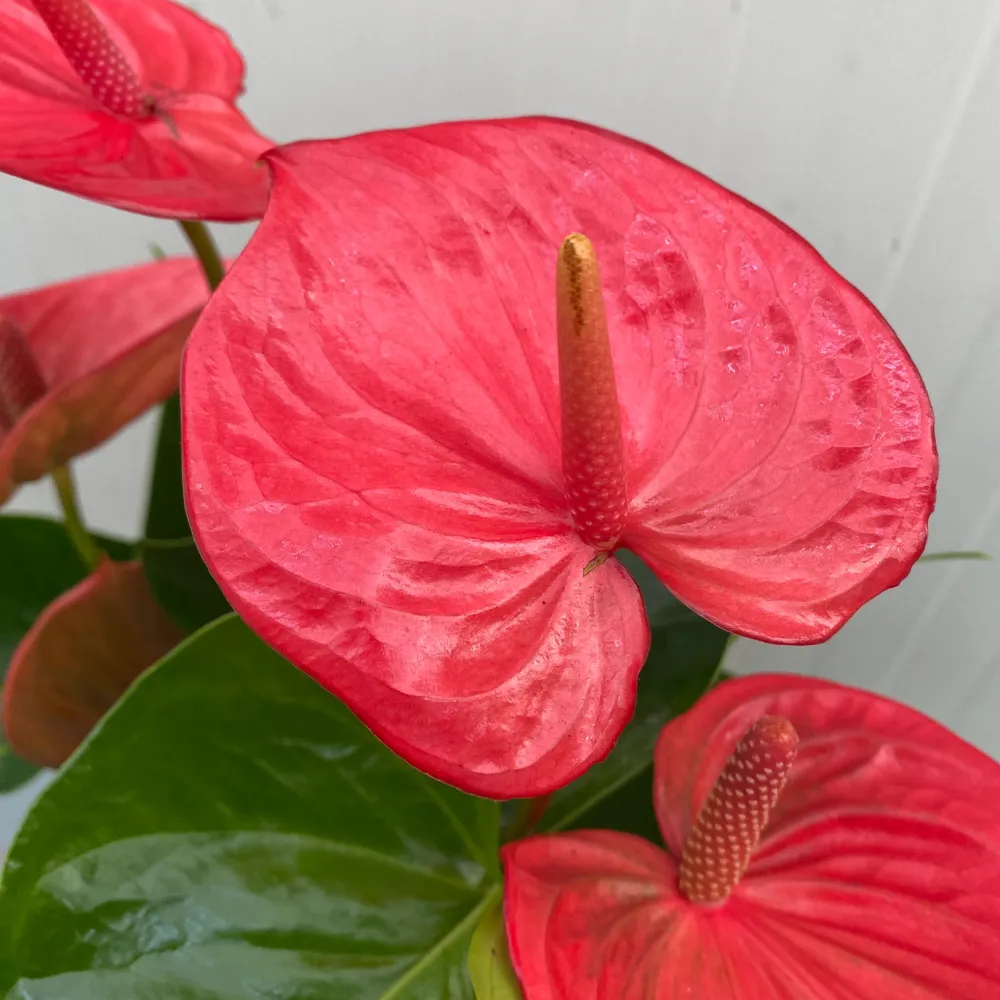 Anthurium 'Ritma’