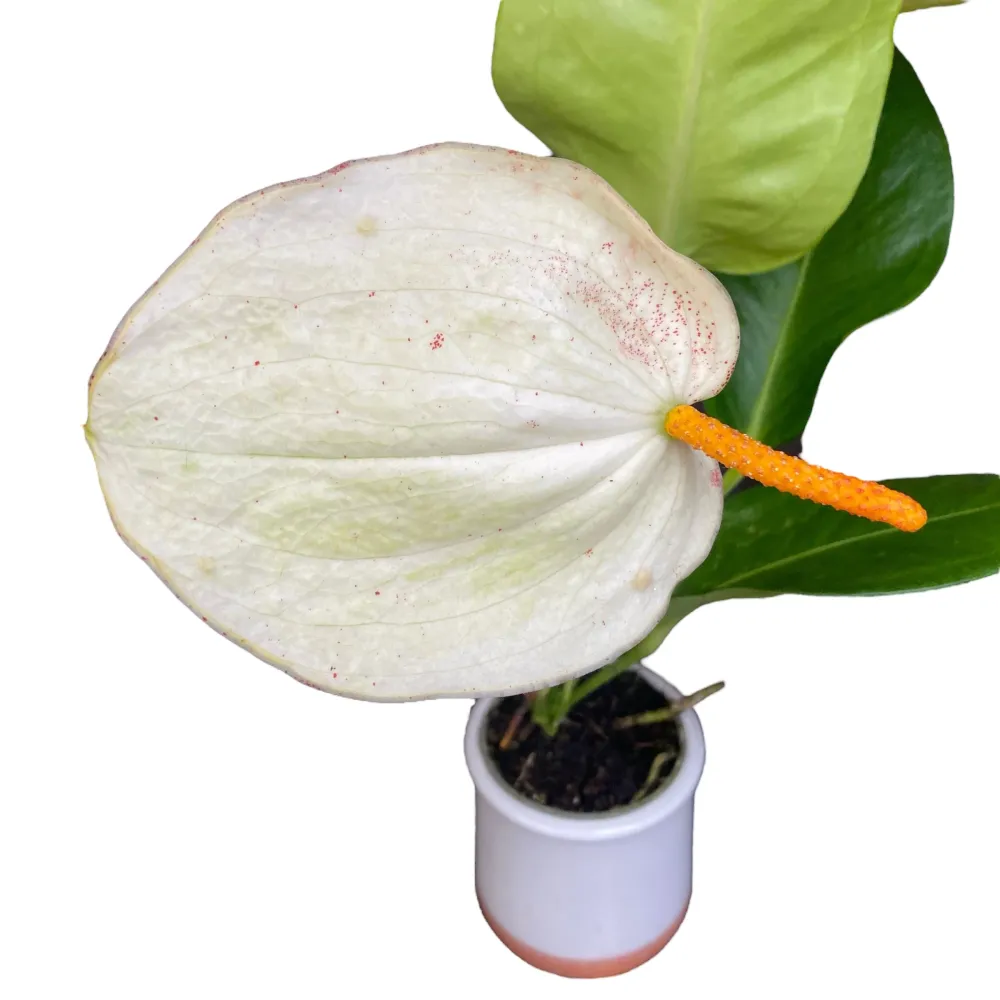 Anthurium Scherzerianum Christine White