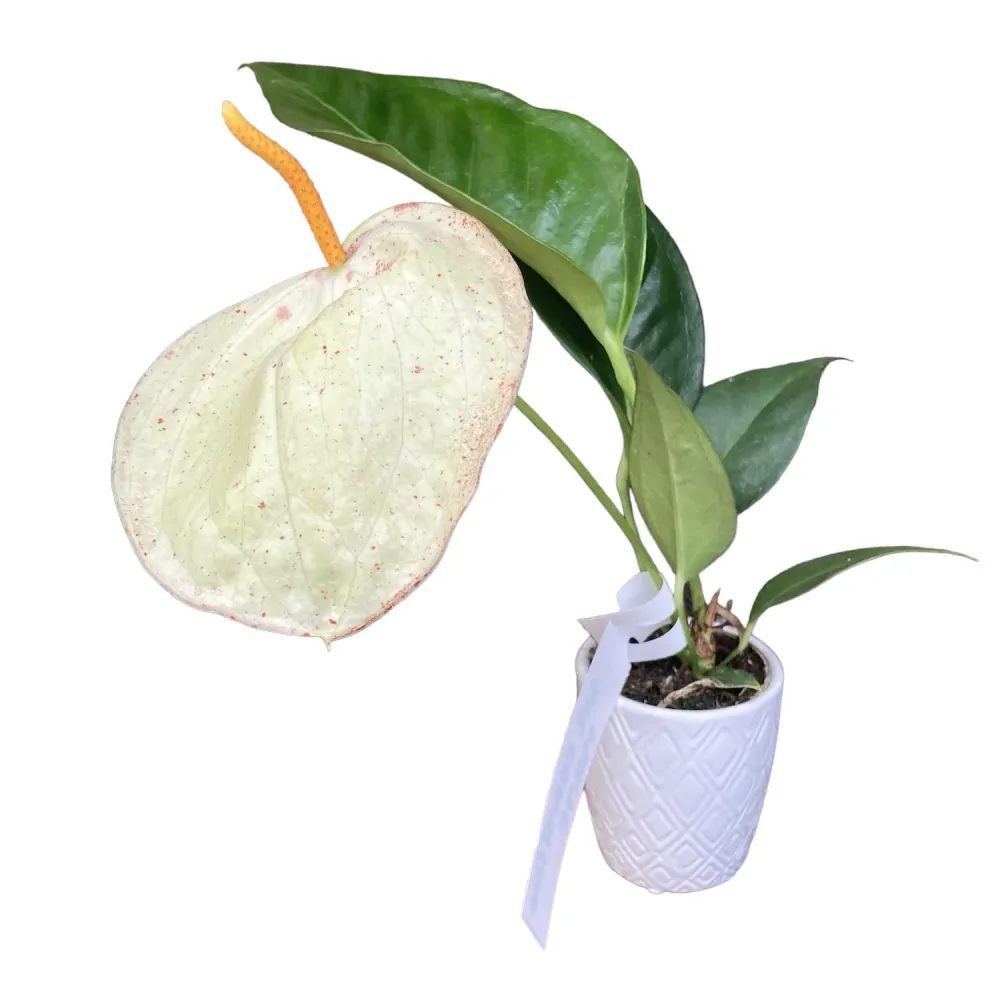 Anthurium Scherzerianum Christine White