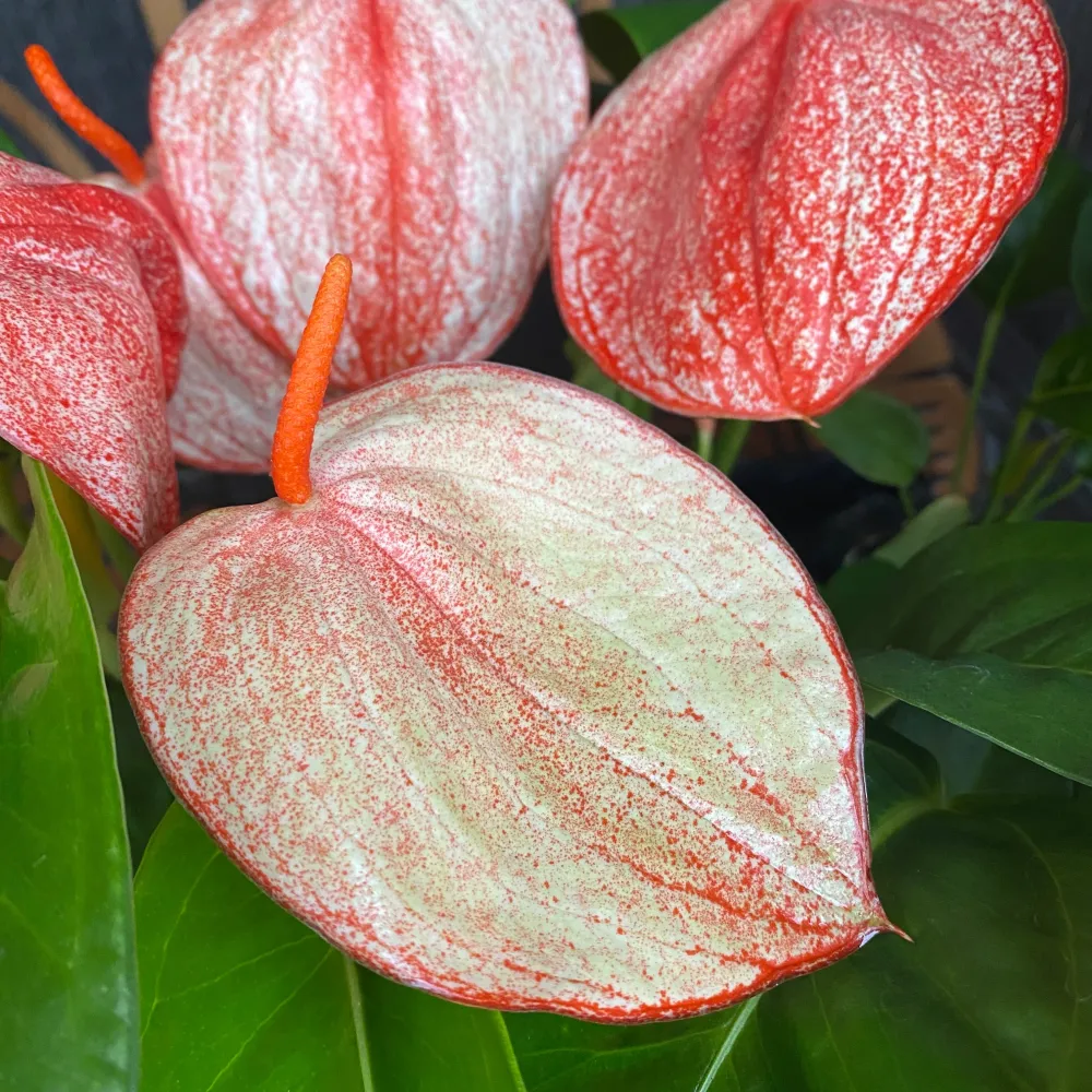Anthurium Scherzerianum Graffiti