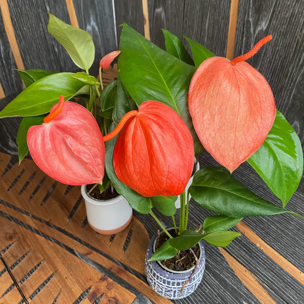 Anthurium Scherzerianum mix rosu