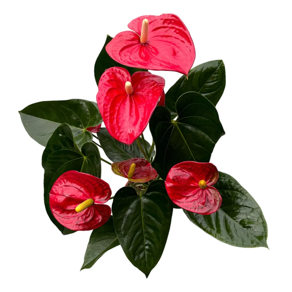 Anthurium Sierra Red (flori XL)