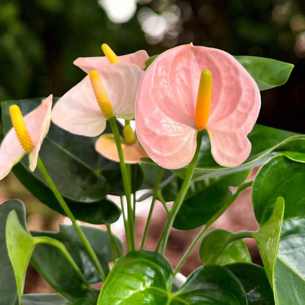 Anthurium ‘Spirit’ – eleganta tropicala tonuri de roz pastel