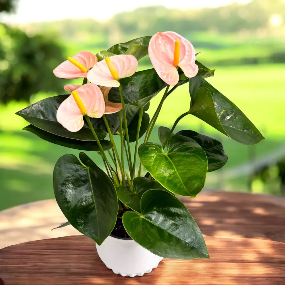 Anthurium ‘Spirit’ – eleganta tropicala tonuri de roz pastel