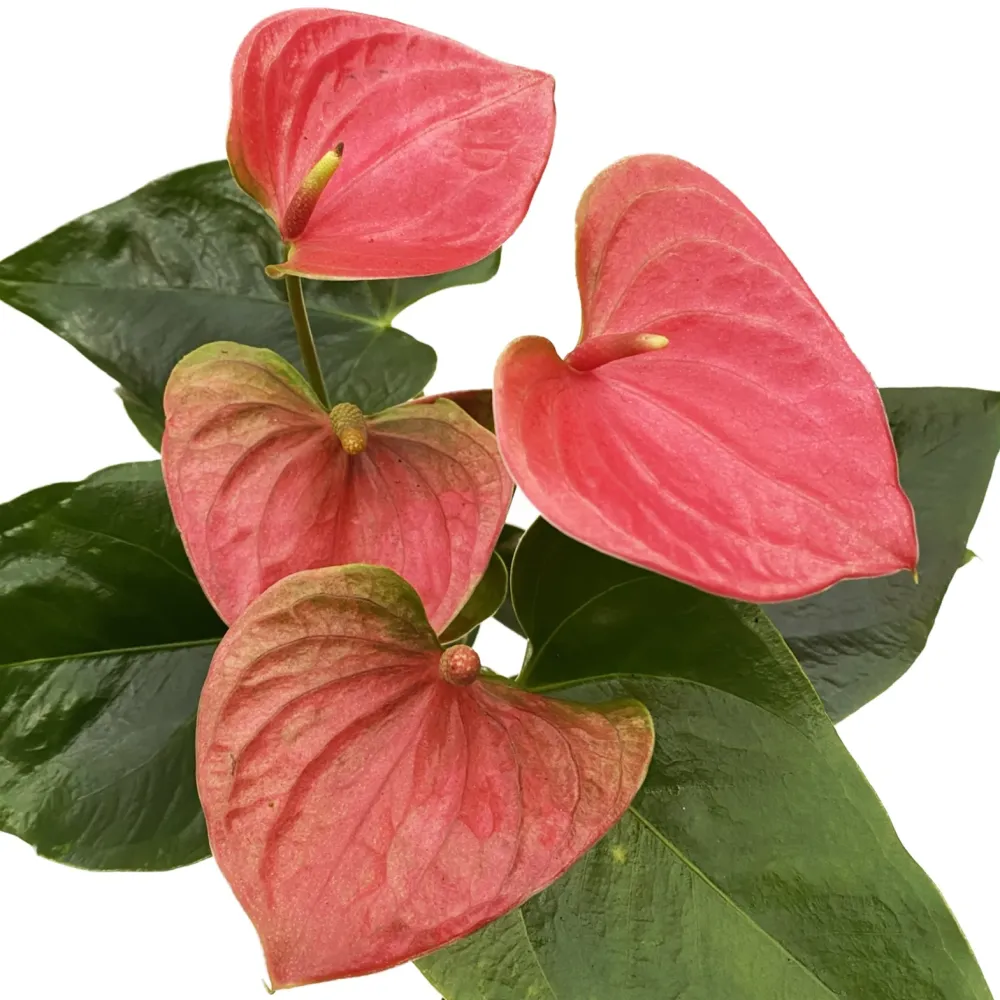 Anthurium 'Sweet Dream' D9