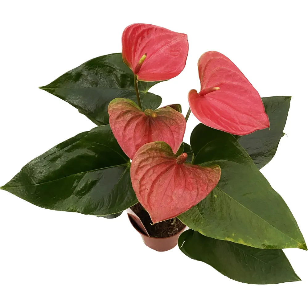 Anthurium 'Sweet Dream' D9