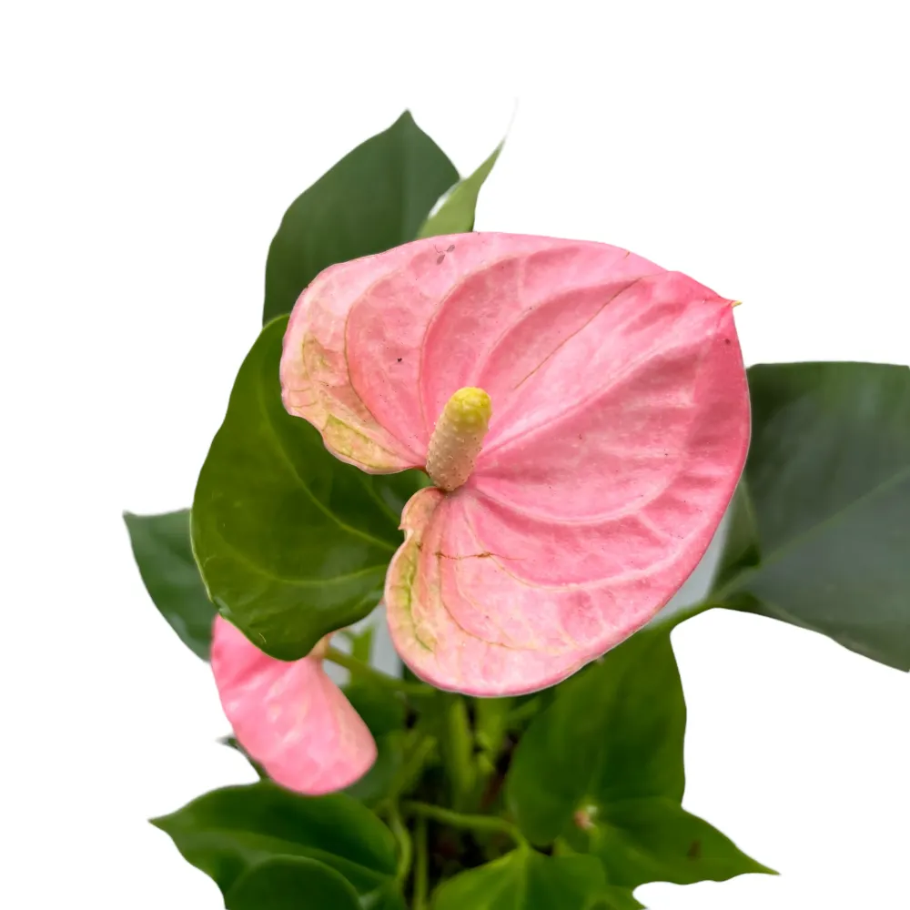 Anthurium 'Sweet Leny'