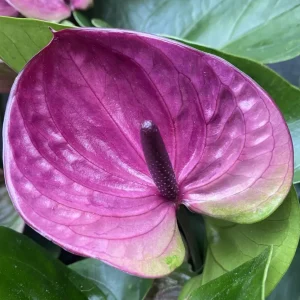 Anthurium 'Tesoro'
