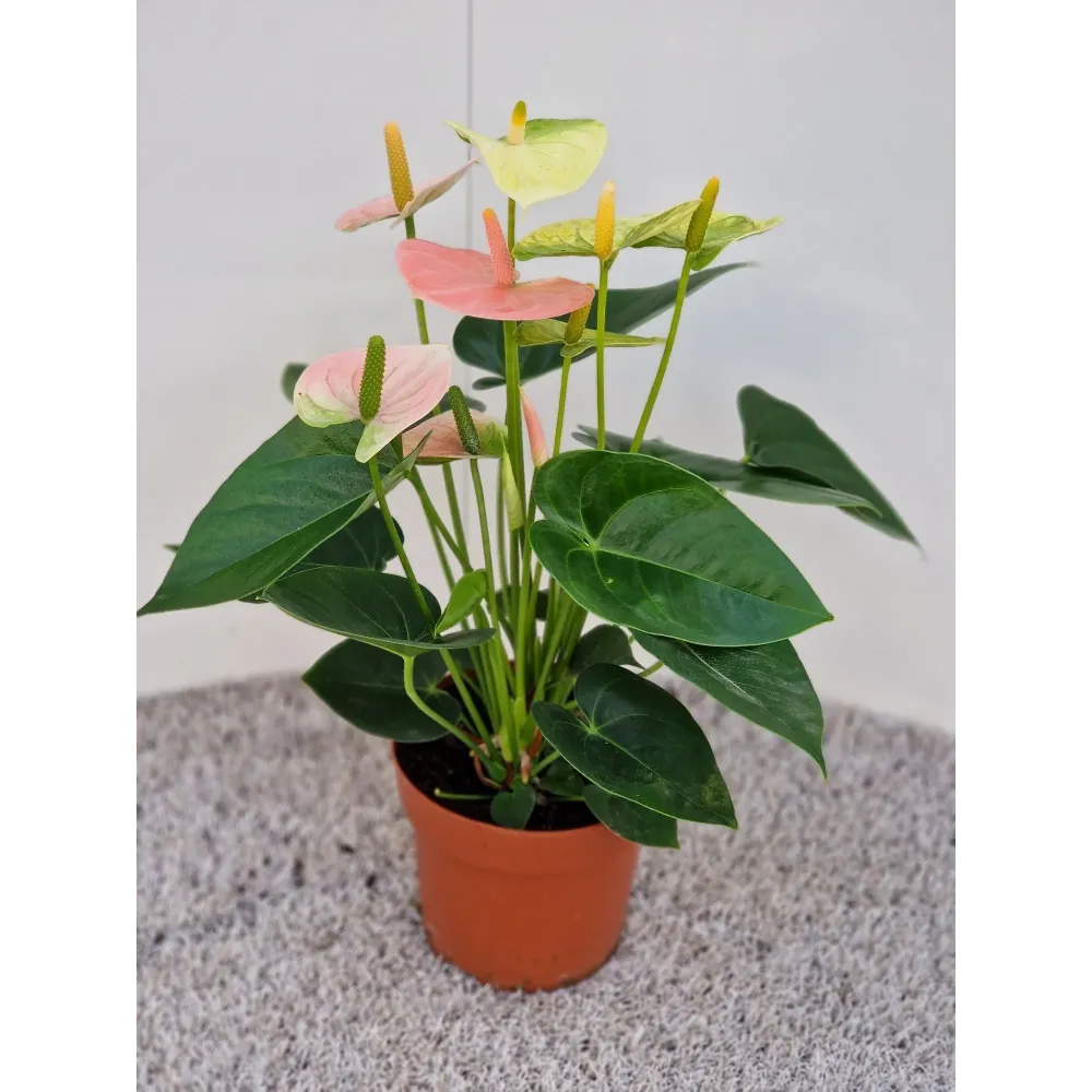 Anthurium Vanilla & Spirit (2 culori/ghiveci)