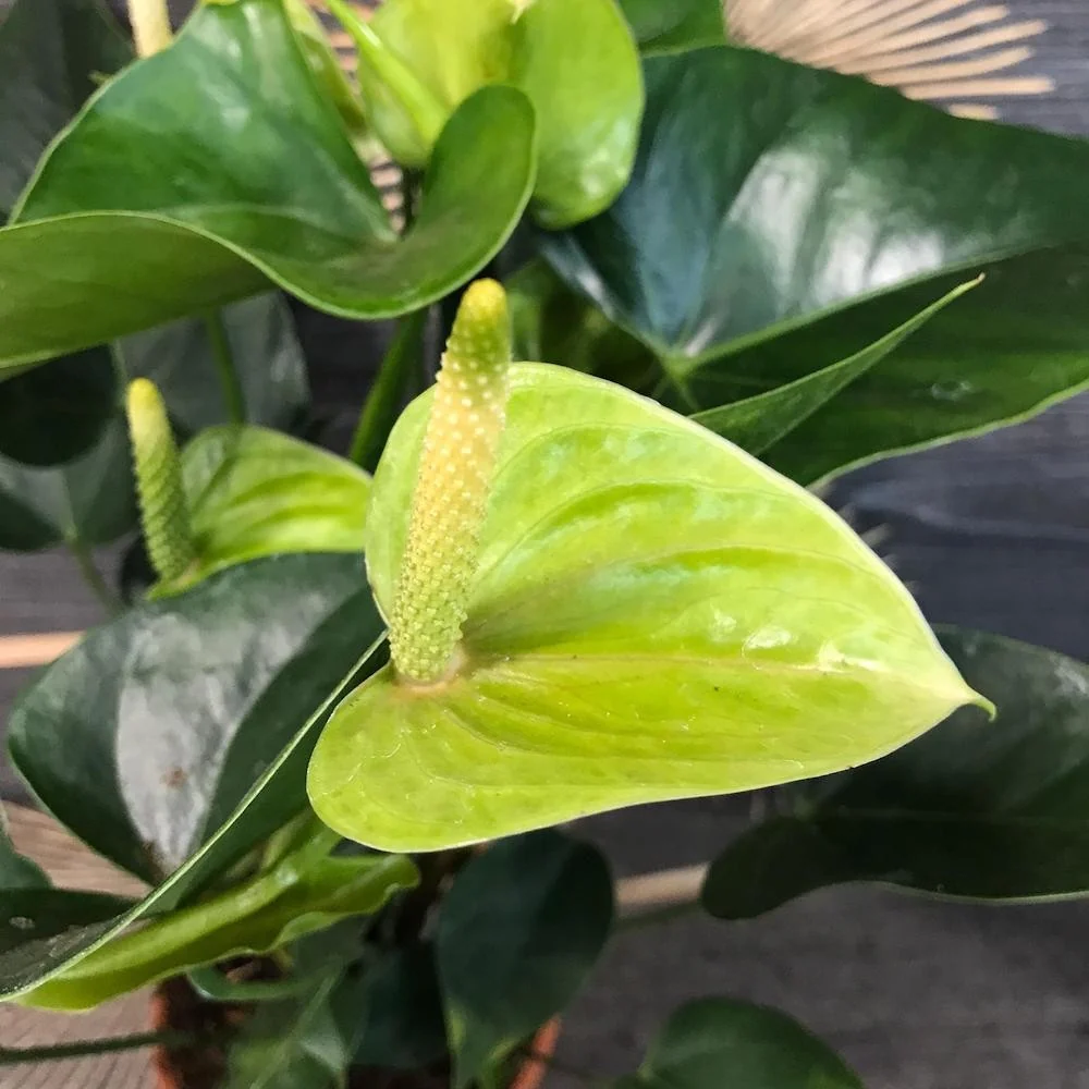 Anthurium verde Princess Alexia Jade