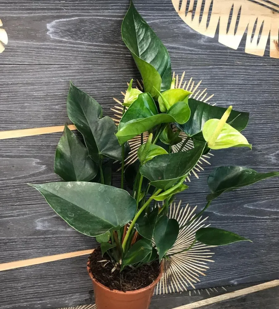Anthurium verde Princess Alexia Jade