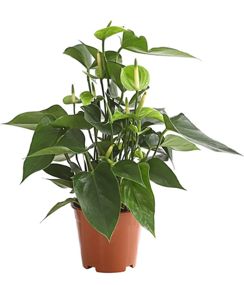 Anthurium verde Princess Alexia Jade