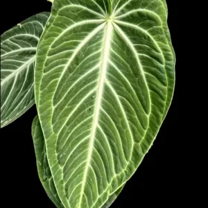Anthurium villenaorum (babyplant - juvenile form)