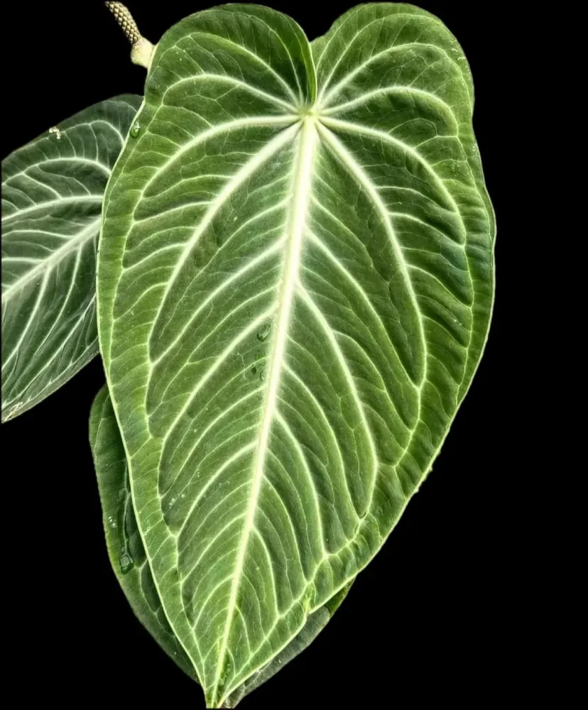 Anthurium villenaorum (babyplant - juvenile form)