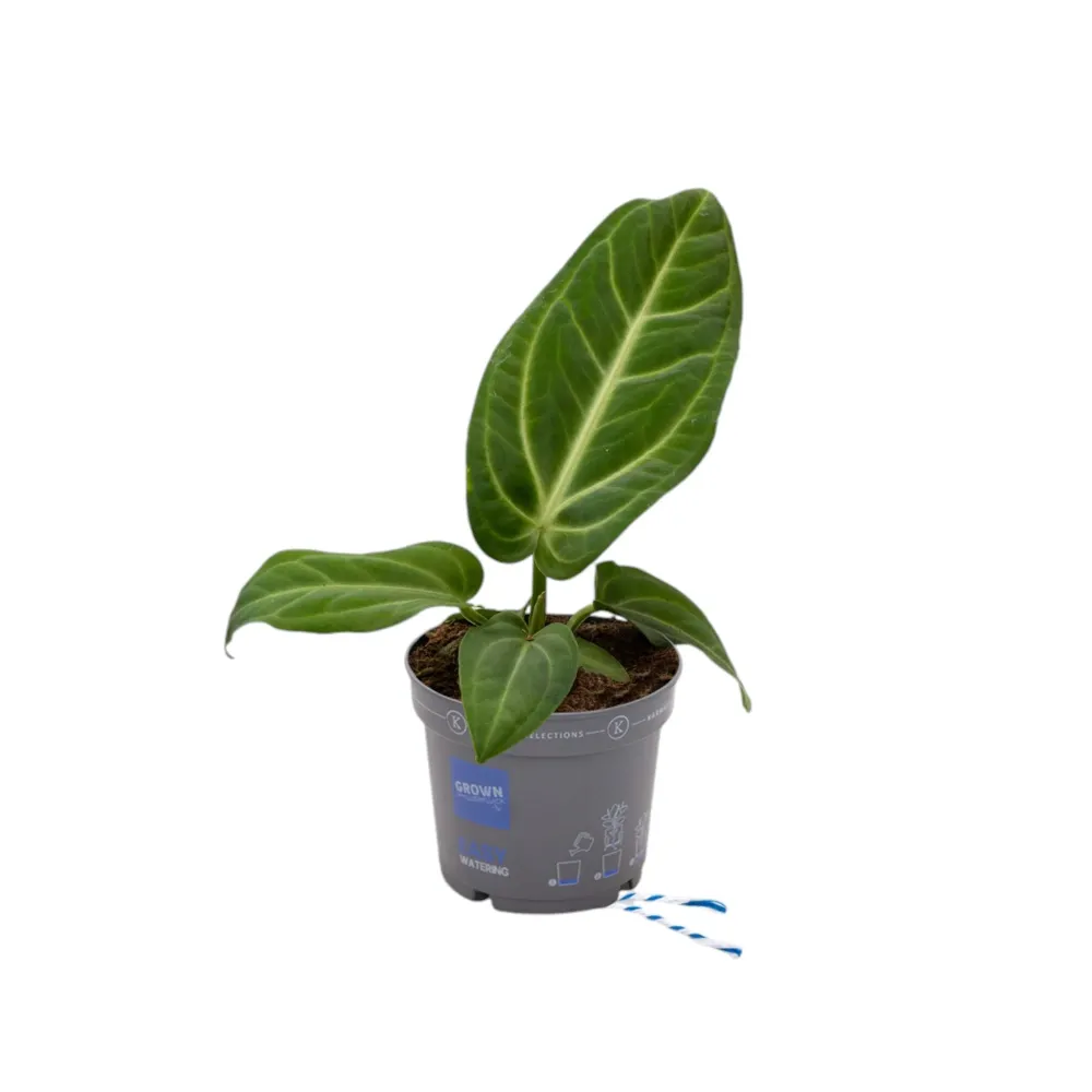 Anthurium villenaorum (babyplant - juvenile form)