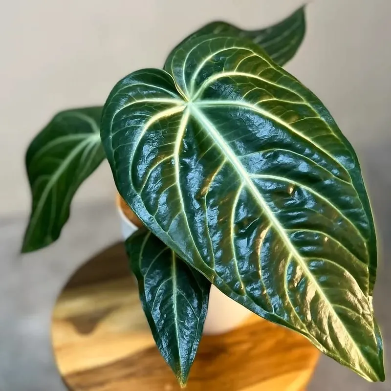 Anthurium villenaorum (babyplant - juvenile form)