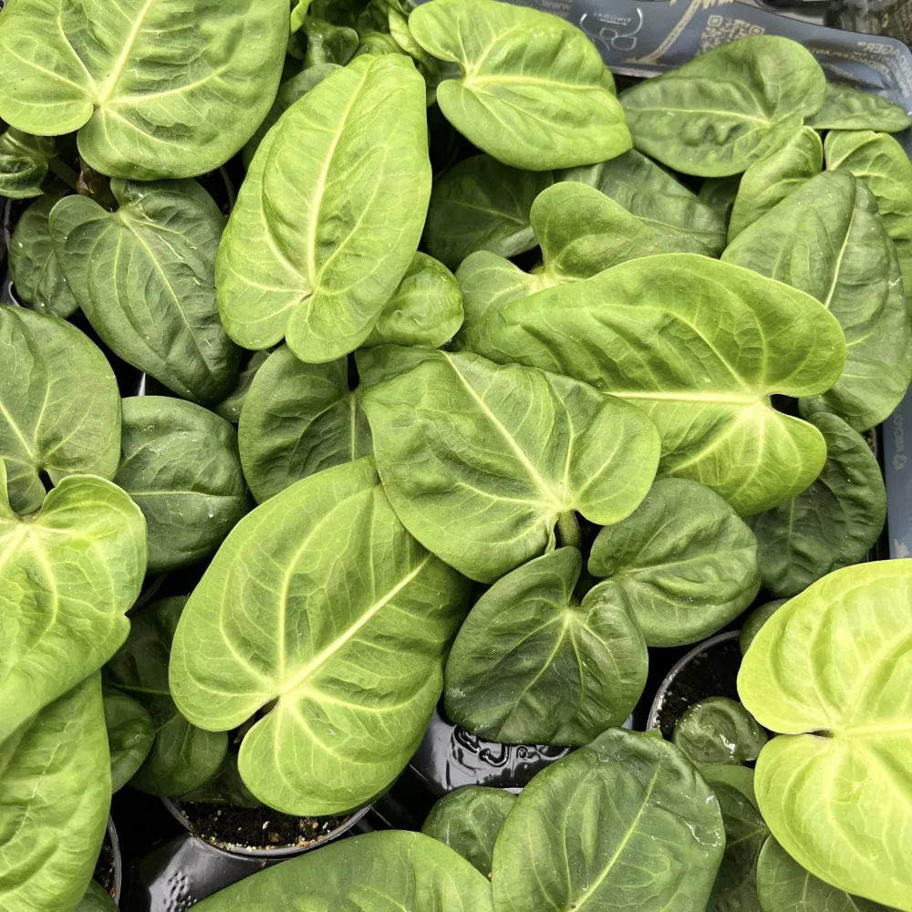 Anthurium villenaorum (babyplant - juvenile form)